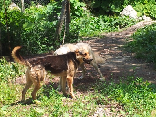 Sapanca Maşukiye Turu